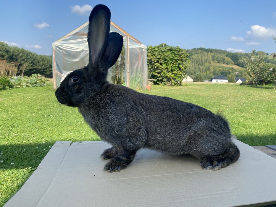 Króliki samce 7 miesięczne.