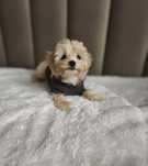 Śliczny chłopiec rasy maltipoo !!!
