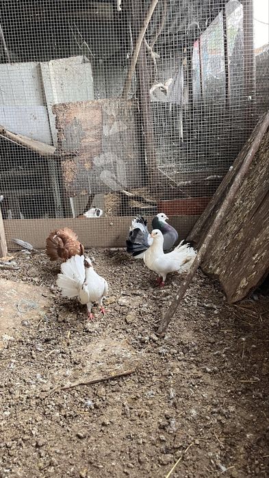 Paros pombos codornizes rolas