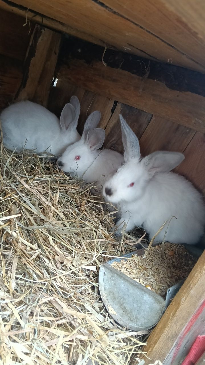 Sprzedam króliki 3 miesięczne