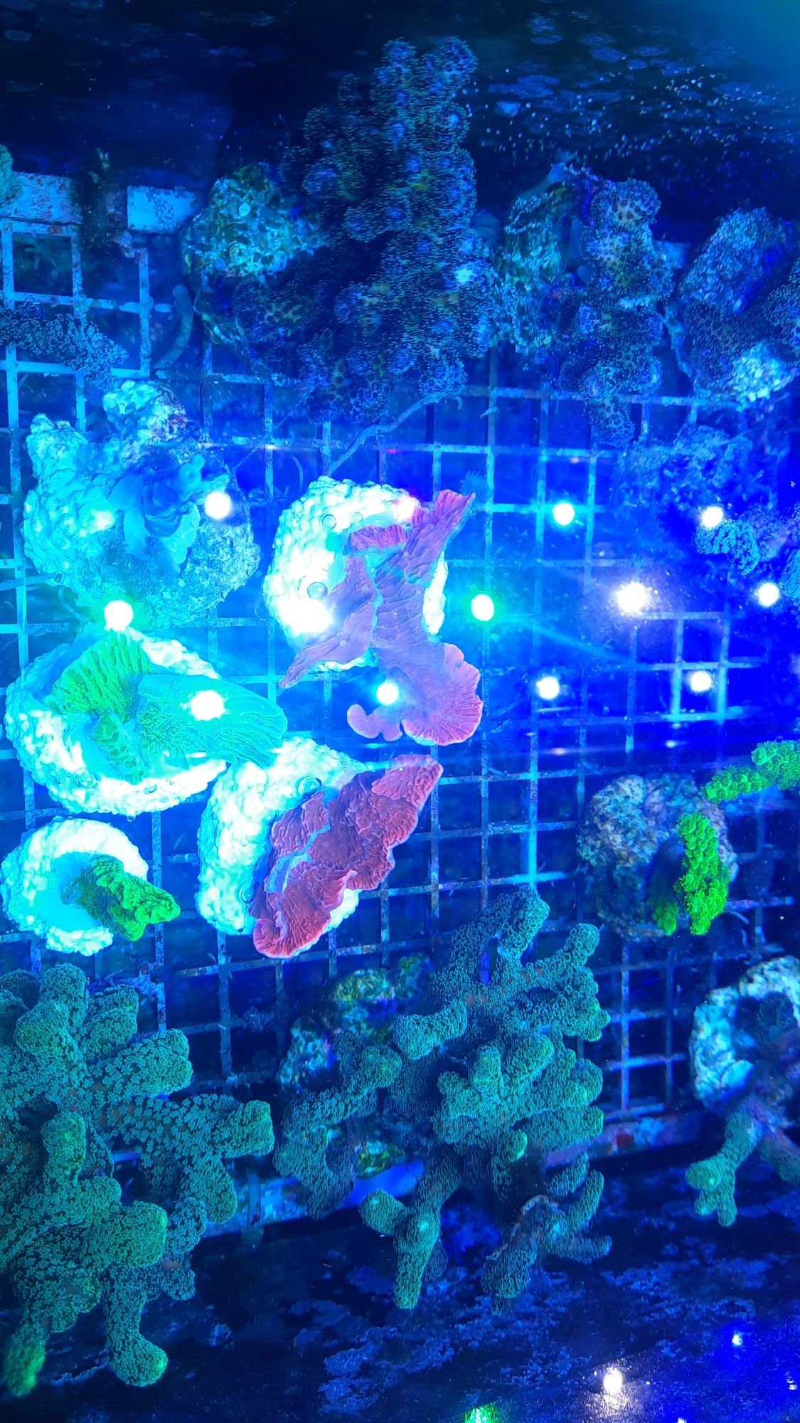 Montipora czerwona Morskie