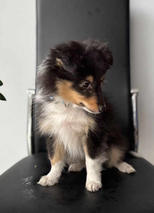 Owczarek szetlandzki ( sheltie )  FCI