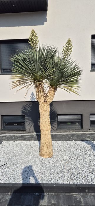 Yucca rostrata.  Trachycarpus fortunei.  Palma mrozoodporna