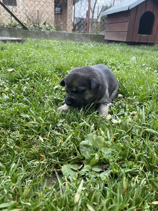 Щенята в добрі руки (безкоштовно)