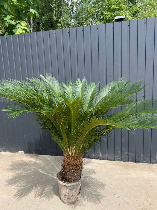Cycas REVOLUTA  Premium