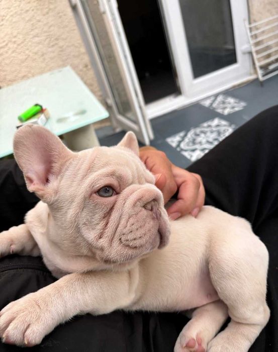 Щенок французского бульдога биг роп окрас кремовый мерле! Big rope!