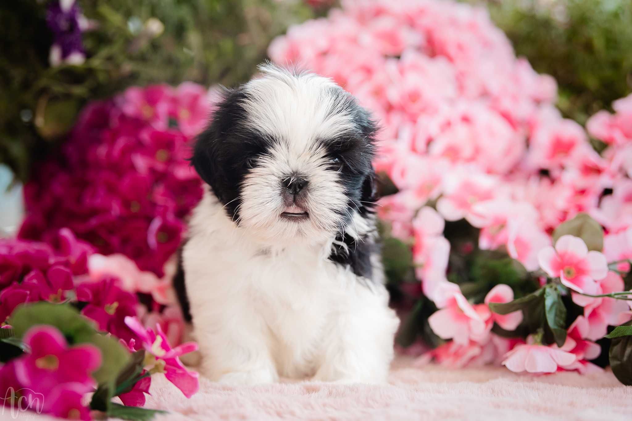 suczka shih tzu FCI ZKwP z ubezpieczeniem
