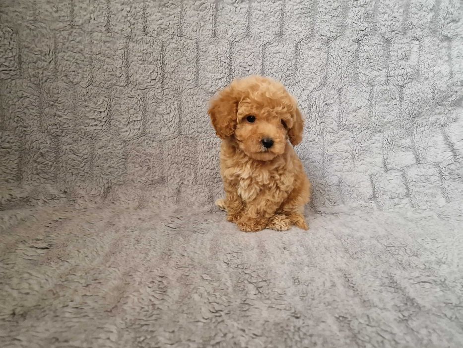Pudel toy mini pudelek suczka