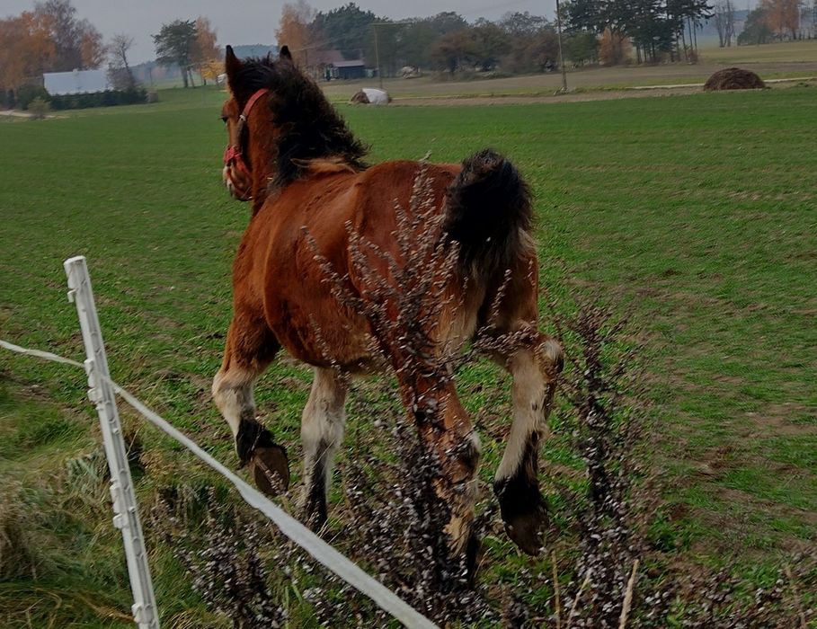 Odsadek belg arden zimnokrwisty