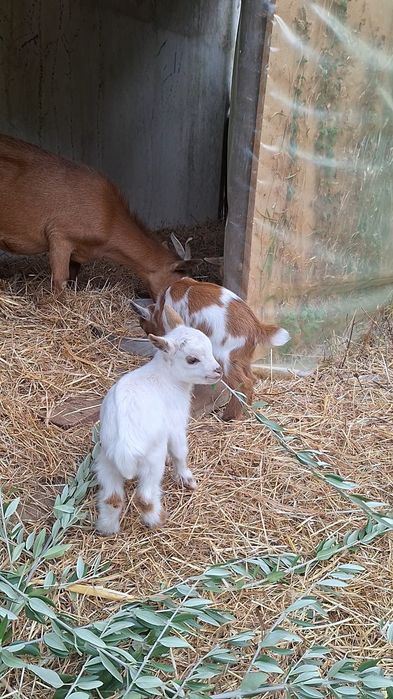 Cabrito branco  anão
