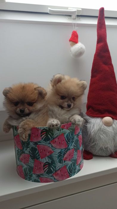 Pomeranian* szpic miniaturowy sunia***mega slodziak