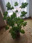 Sprzedam kwiat geranium/cytrynka/
