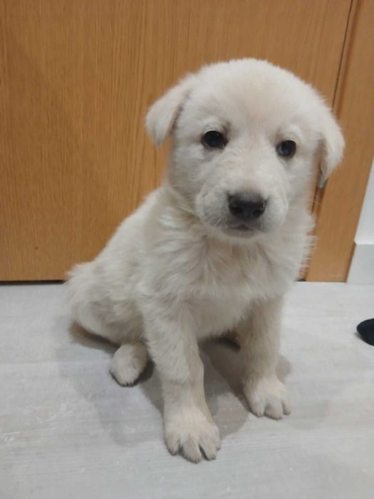 Dou cães 3 machos 3 femeas