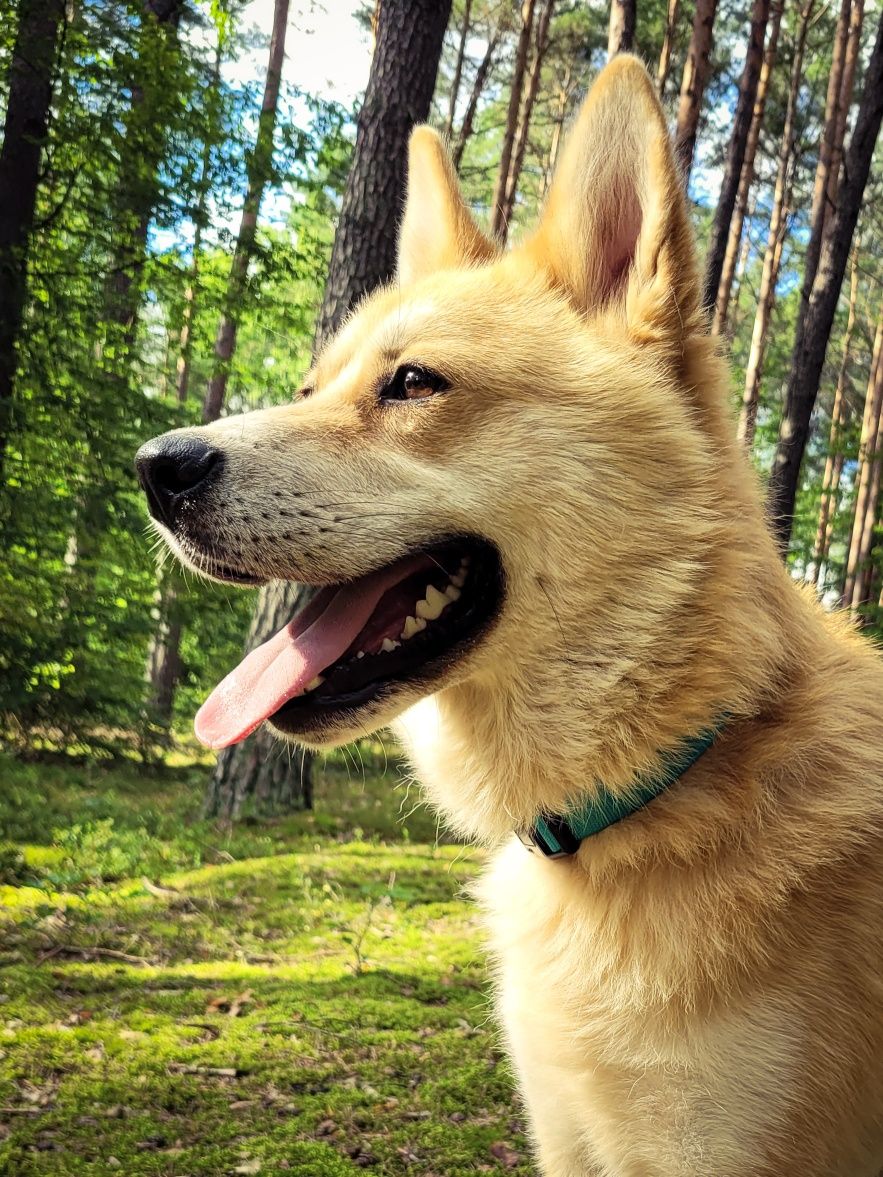 Piękny, młody pies w typie Akity Inu szuka domu / do adopcji