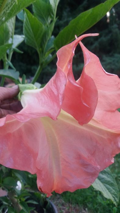 Dadzonka mala brukmansji  jak na zdjeciach