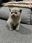Gato Scottish fold