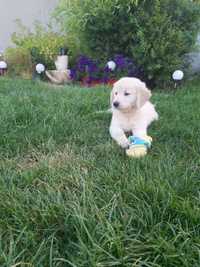 Golden Retriever Suczka