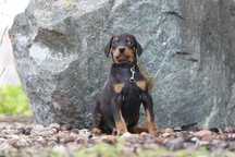 Szczeniak Doberman Czarny/Czekoladowyas