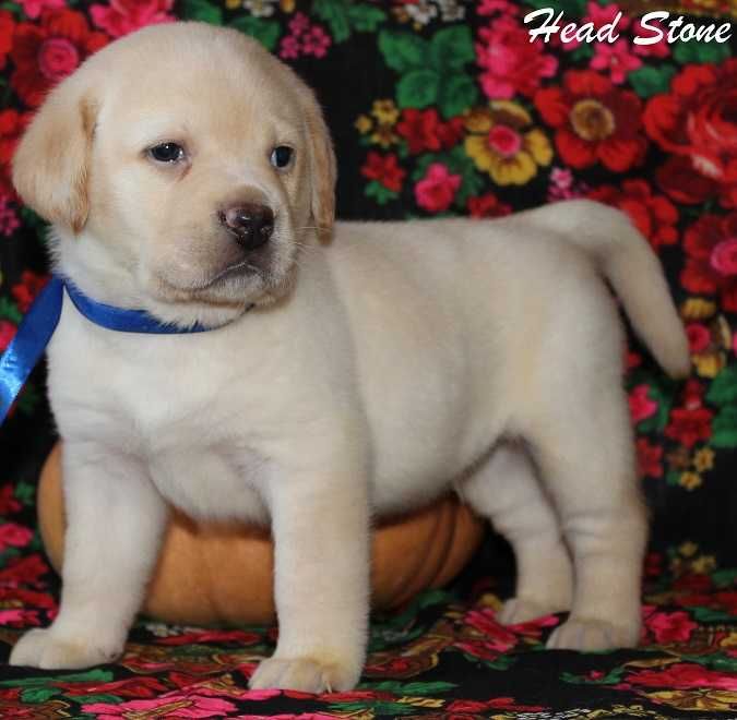 Клубные щенки Лабрадор ретривер