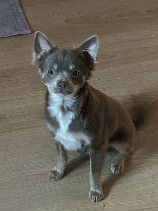 Piesek chichuahua