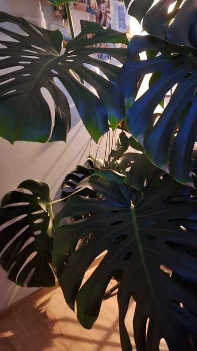 Monstera deliciosa dziurawa 14 dużych liści