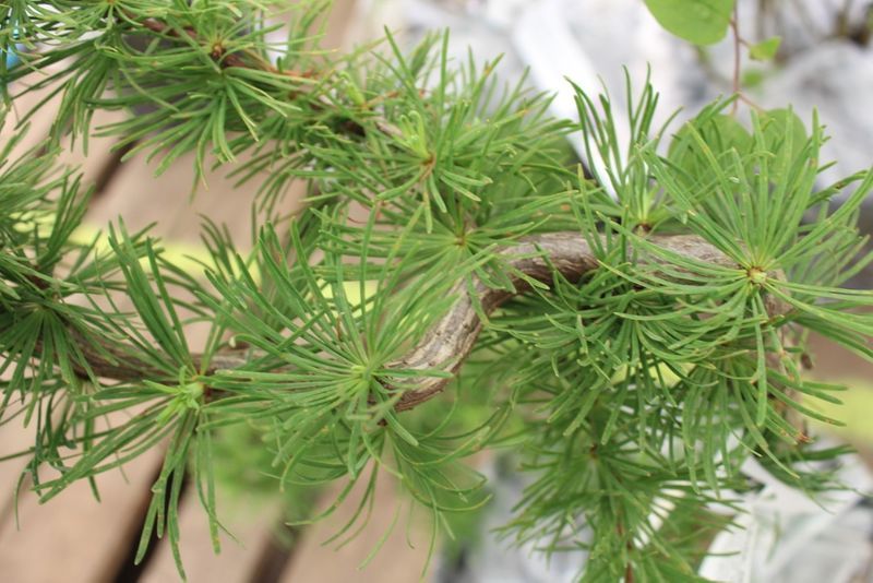 MODRZEW Japoński Diana Szczepiony na Pniu 100 cm Cena 95 zł