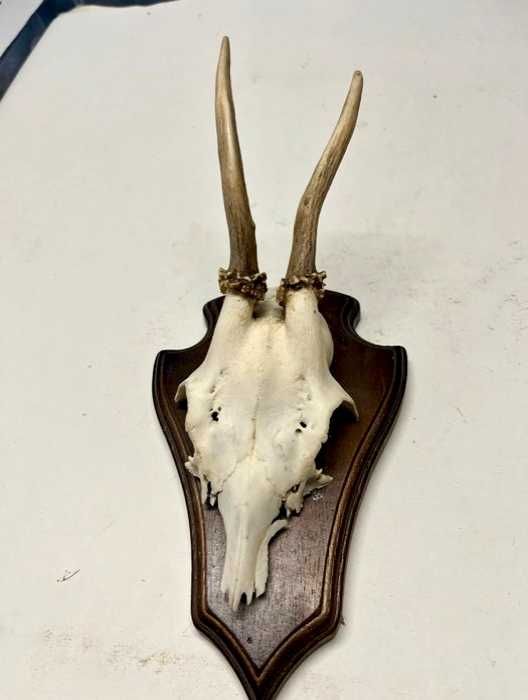 Coleção particular de troféus de caça