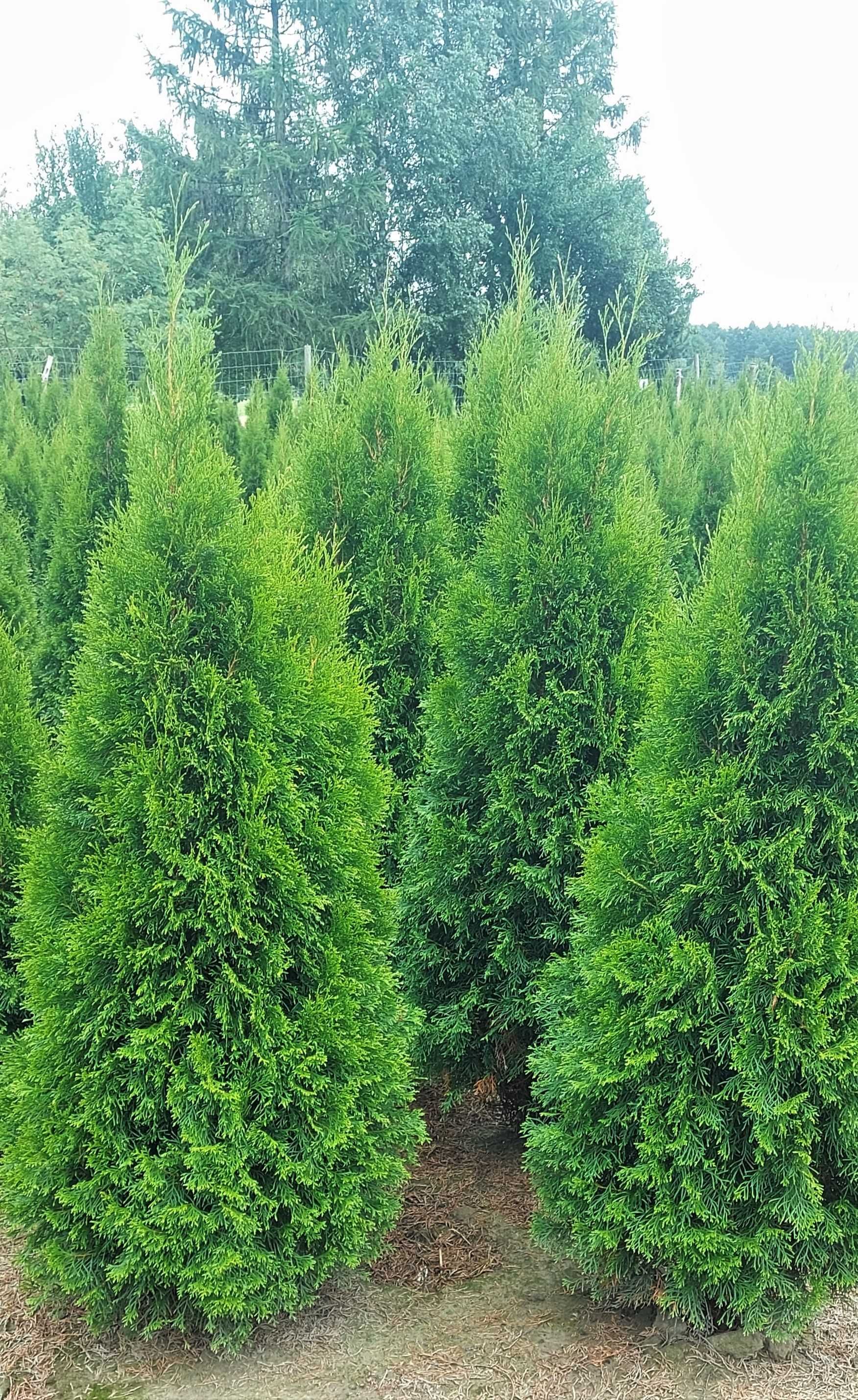Tuja Szmaragd 300cm