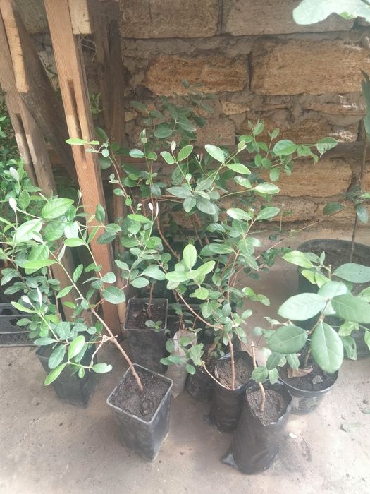 ФЕЙ-ХОА САЖЕНЦЫ продам.двух годичные.