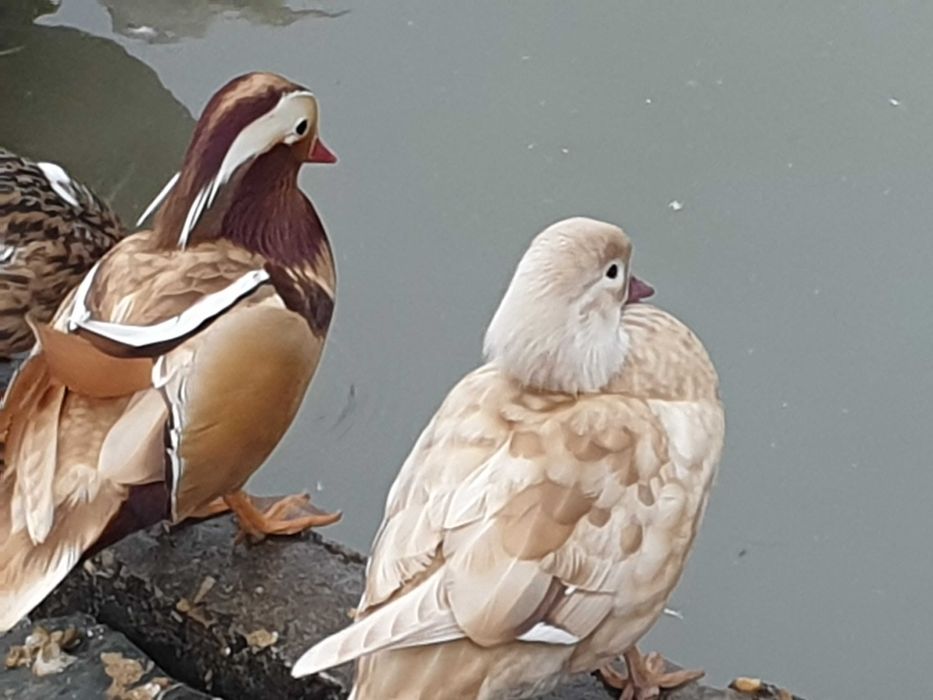 Gansos perus galinhas fracas cisnes
