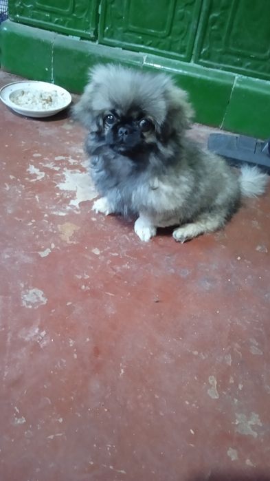 Домашні пекінес.