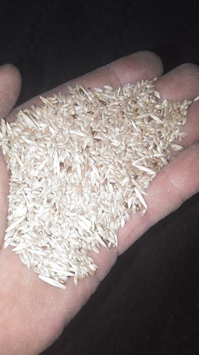 Канареечник просо