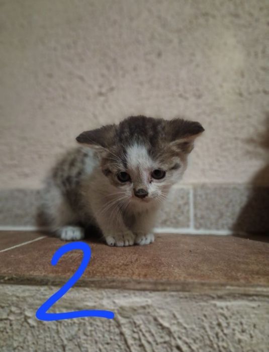 Oddam kotki w dobre ręce