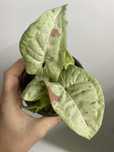 Syngonium milk confetti