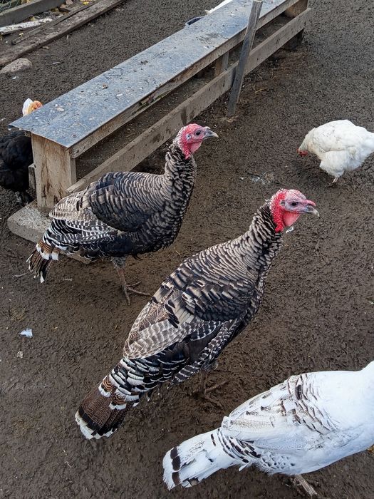 Sprzedam indory z tego roku