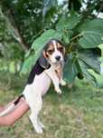 Beagle Femea espetacular