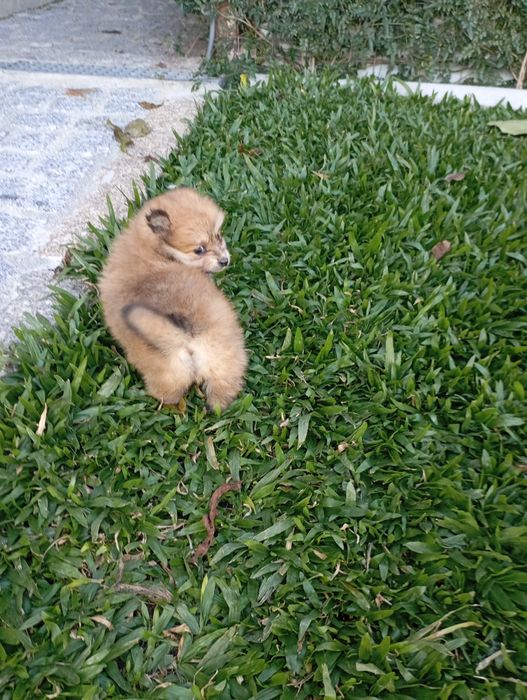 Spitz alemão fêmea