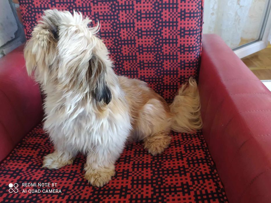 Shih Tzu z rodowodem