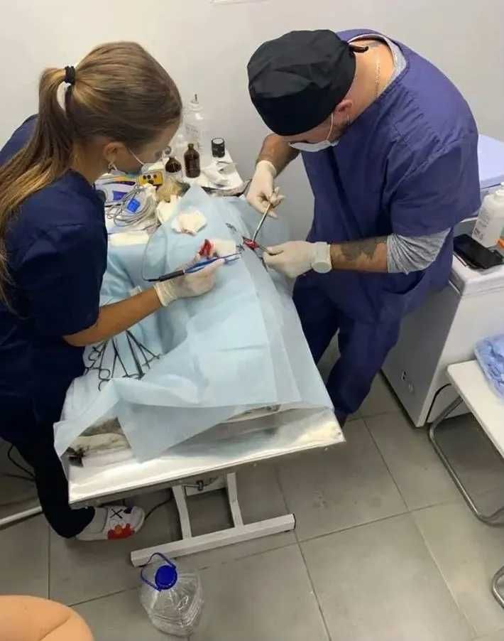 Ветеринар Київ на виїзд Кастрація Евтаназія Аналізи Чистка зубів