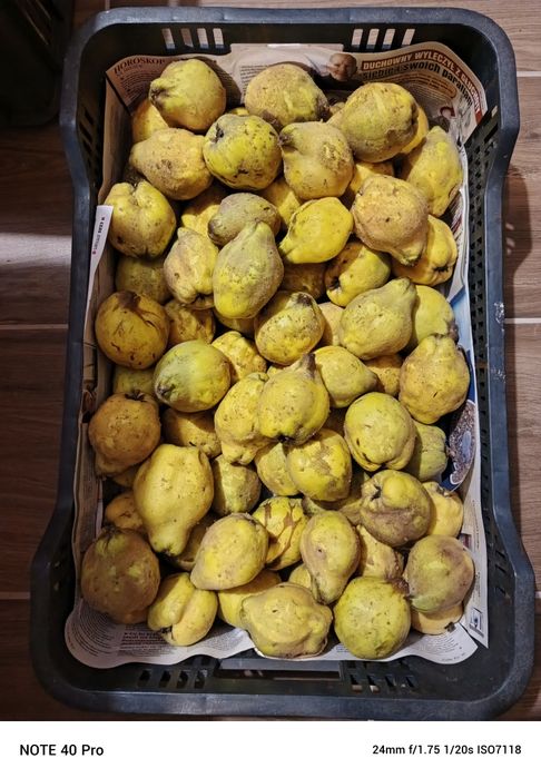 Pigwa. Owoce pigwy gruszkowej.