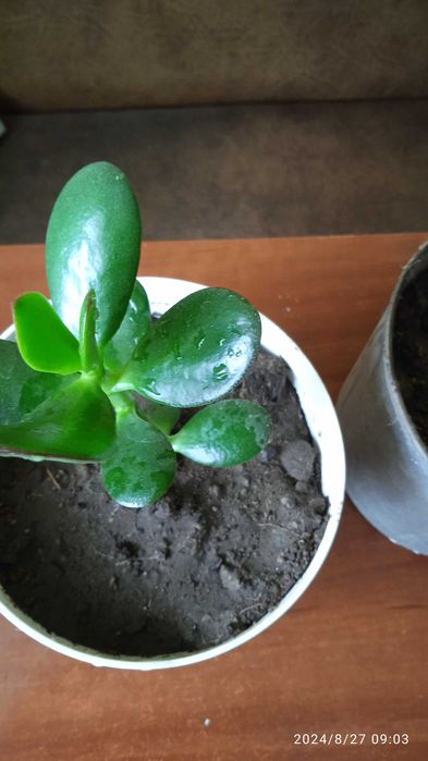 Денежное дерево (Толстянка) с горшком