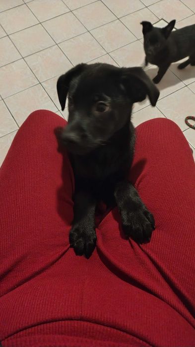 Oddam pieska za darmo