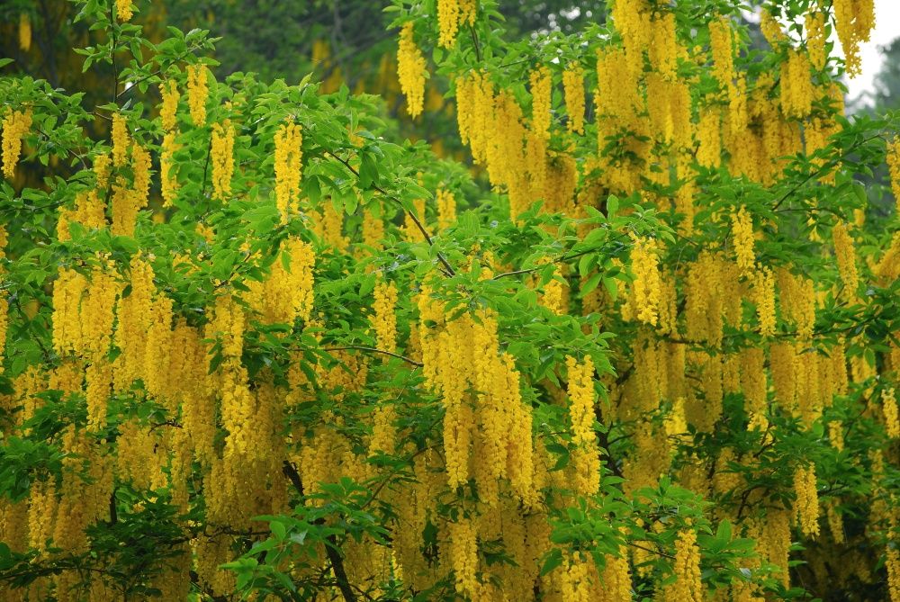 Nasiona złotokap krzew żółte kwiaty