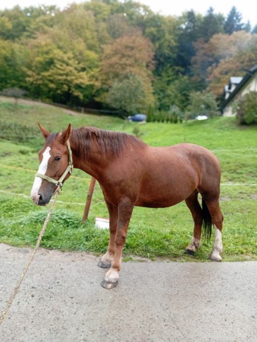 Sprzedam klacz źrebną
