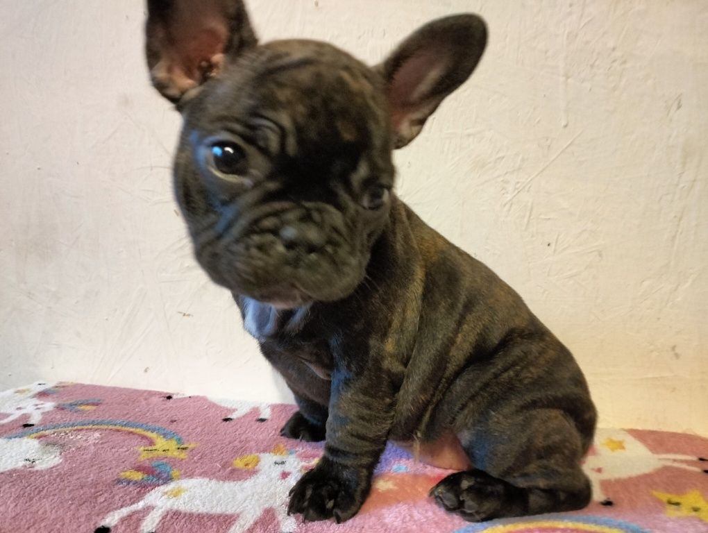 Buldog francuski BLUE