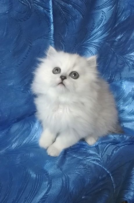 Котёнок мальчик серебристый юелый шиншилла страйт хайленд