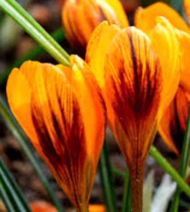 100 szt krokusa cebule