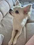roczna suczka chihuahua dlugowlosa