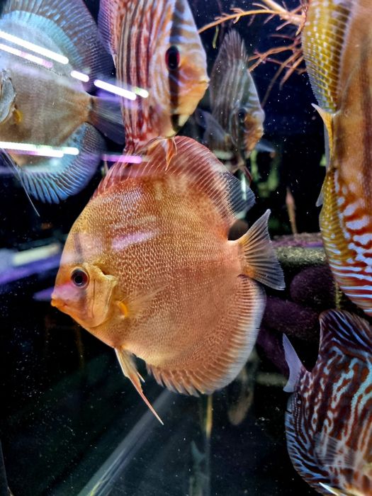 Paletka dyskowiec snake skin