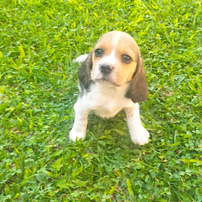 Beagle macho lindo